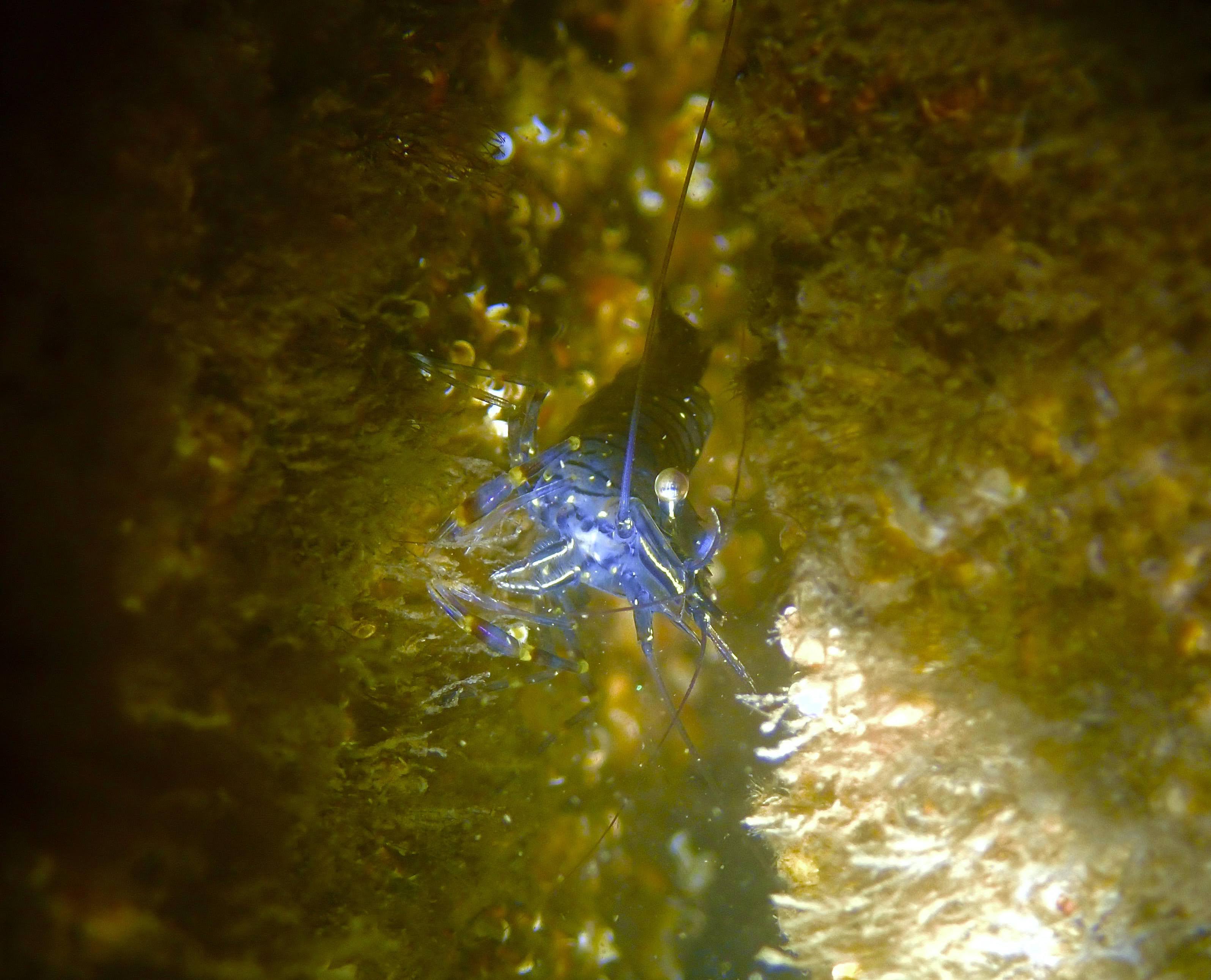 2. Steurgarnaal on Rotterdam Reef